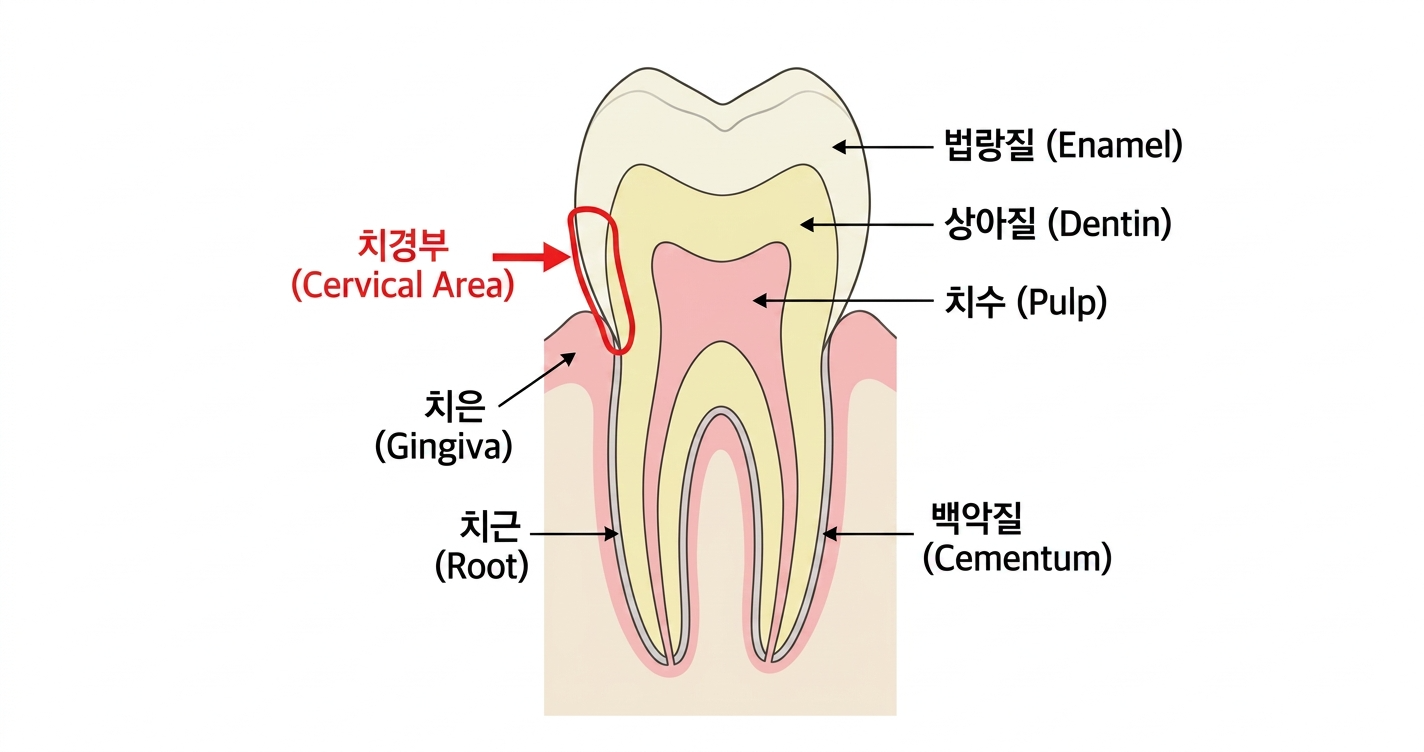 치아에서 치경부